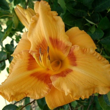 Hemerocallis 'Cherry Eyed Pumpkin'