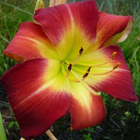 Hemerocallis 'Cherry Festival'