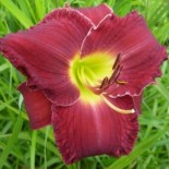 Hemerocallis 'Cherry Fields'