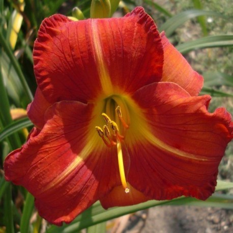 Hemerocallis 'Chewonki'