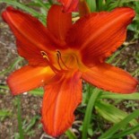 Hemerocallis 'Chicago Fire'