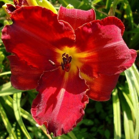 Hemerocallis 'Chicago Firecracker'