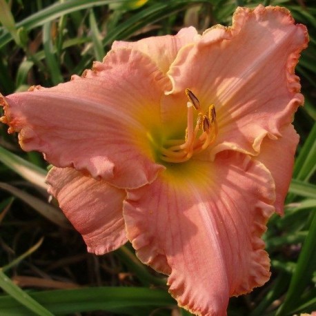 Hemerocallis 'Chicago Peach'