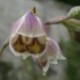 Gladiolus papilio