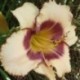 Hemerocallis 'Chicago Picotee Pride'