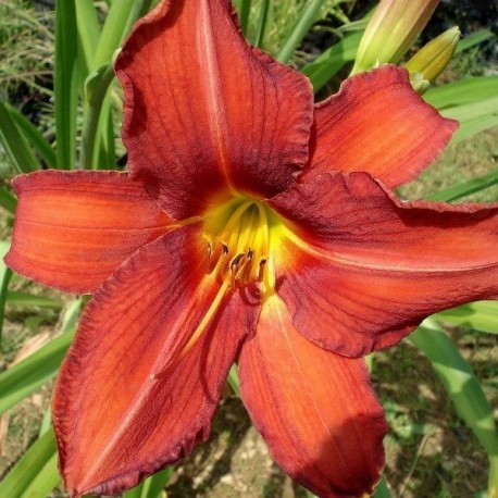 Hemerocallis 'Chicago Rosy'