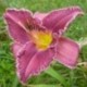 Hemerocallis 'Chicago Royal Robe'