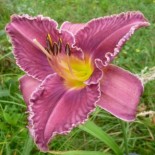 Hemerocallis 'Chicago Royal Robe'