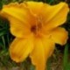 Hemerocallis 'Chicago Sunrise'