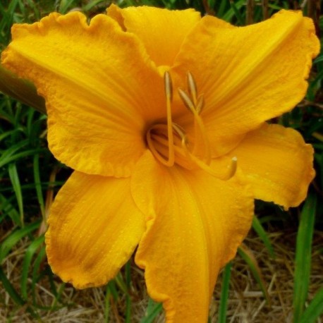 Hemerocallis 'Chicago Sunrise'