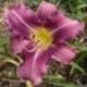 Hemerocallis 'Chicago Weathermaster'