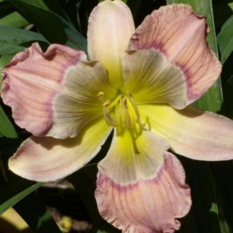 Hemerocallis 'Child of Atlantis'