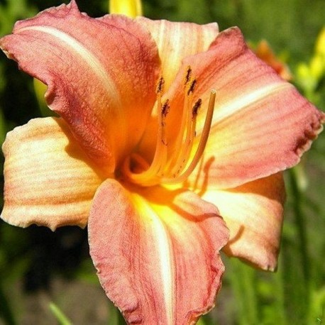 Hemerocallis 'Children's Festival'