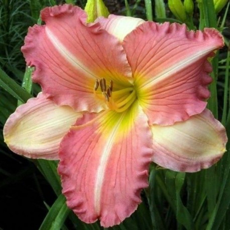 Hemerocallis 'China Bride'