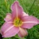 Hemerocallis 'Chosen Love'