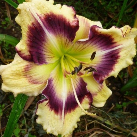 Hemerocallis 'Christopher Moody'