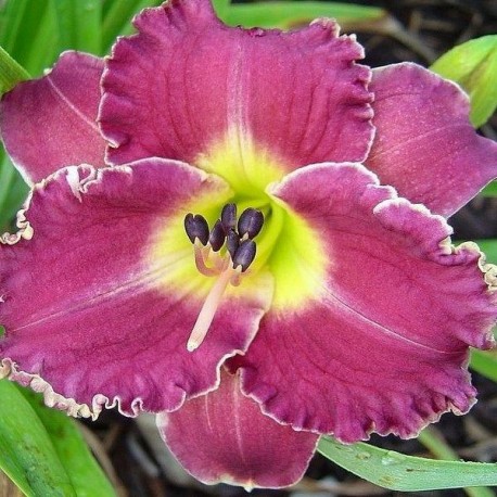 Hemerocallis 'Chuck Wheeler'