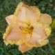 Hemerocallis 'Cinch'