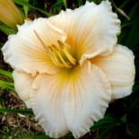 Hemerocallis 'Cindy Ann'