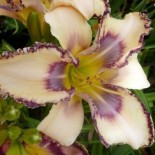 Hemerocallis 'Cindy's Tie Dye'