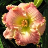 Hemerocallis 'Circle of Fire'