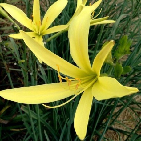 Hemerocallis citrina