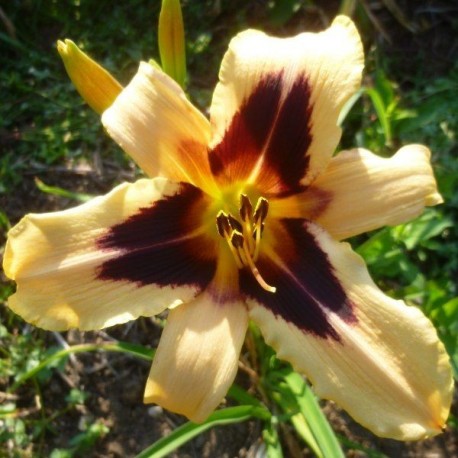 Hemerocallis 'Cleopatra'