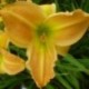 Hemerocallis 'Colonel Simon'