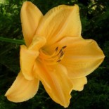 Hemerocallis 'Commandment'