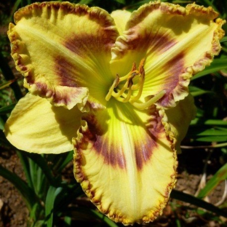 Hemerocallis 'Concert Music'