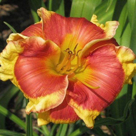 Hemerocallis 'Connie Can't Have It'