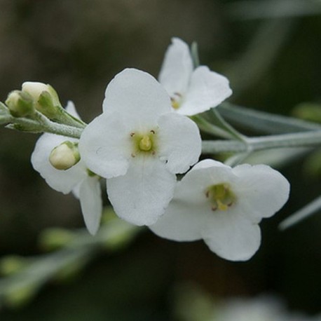 Gomphostigma virgatum