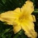 Hemerocallis 'Constance'