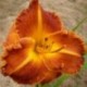 Hemerocallis 'Copperhead Road'