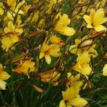 Hemerocallis 'Corky'