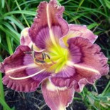 Hemerocallis 'Cosmic Kaleidoscope'