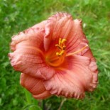 Hemerocallis 'Cosmopolitan'