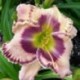 Hemerocallis 'Count Your Assets'