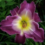 Hemerocallis 'Court Magician'