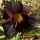 Hemerocallis 'Couvre Feu'