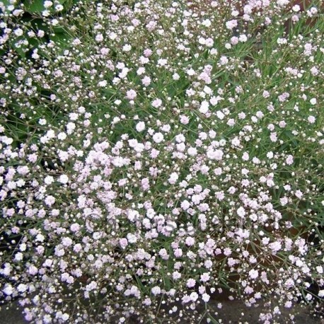 Gypsophilla paniculata 'Rosenschleier'