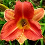 Hemerocallis 'Crackling Rosie'