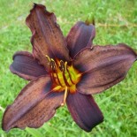 Hemerocallis 'Crawley Crow'