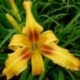 Hemerocallis 'Crazy Pierre'