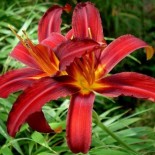 Hemerocallis 'Crimson Pirate'