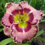 Hemerocallis 'Curb Appeal'