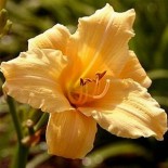 Hemerocallis 'Curls'