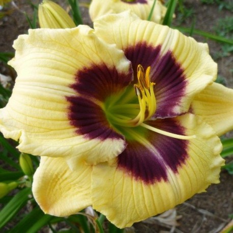 Hemerocallis 'Custard Candy'