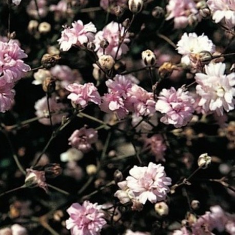 Gypsophillla paniculata 'Rosenschleier'