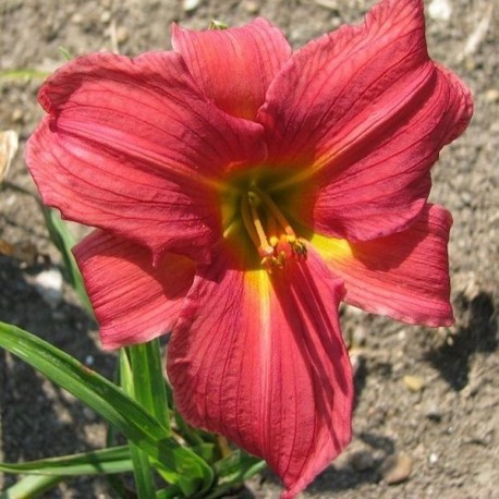 Hemerocallis 'Damascus Road'